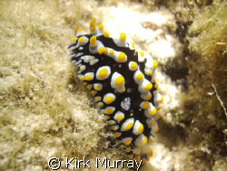 Saw a few of these geometric nudibranchia, but couldn't g... by Kirk Murray 